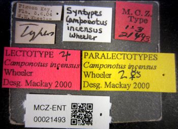 Media type: image;   Entomology 21493 Aspect: labels